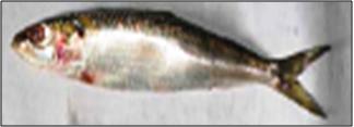 Sardinella longiceps (Sardines)