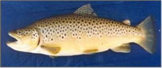 Oncorhynchus mykiss (Rainbow trout)