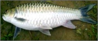 Neolissochilus hexagonolepis(Chocolate mahseer)